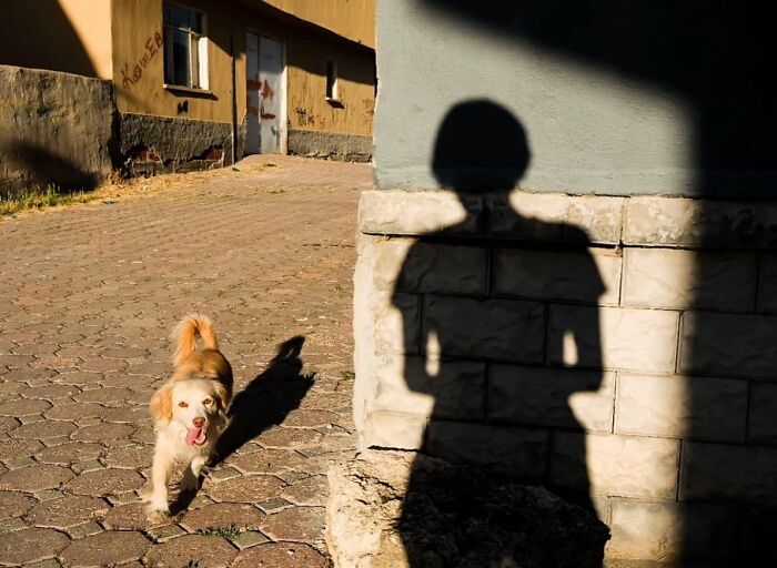 Shadow of a person cast on a wall with a small dog walking on a sunlit street in a perfectly timed street photo.
