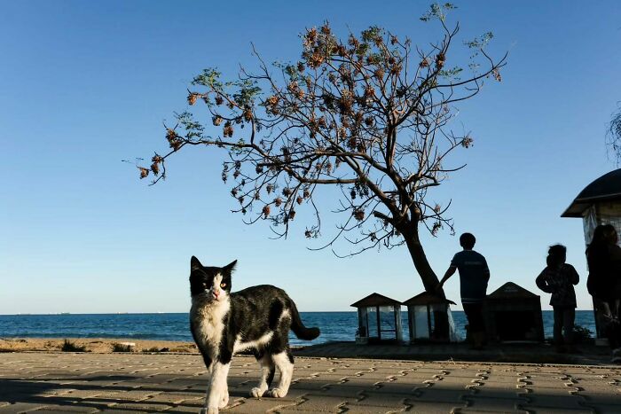 Black and white cat walking along a seaside promenade under a tree, captured in a perfectly timed street photo.