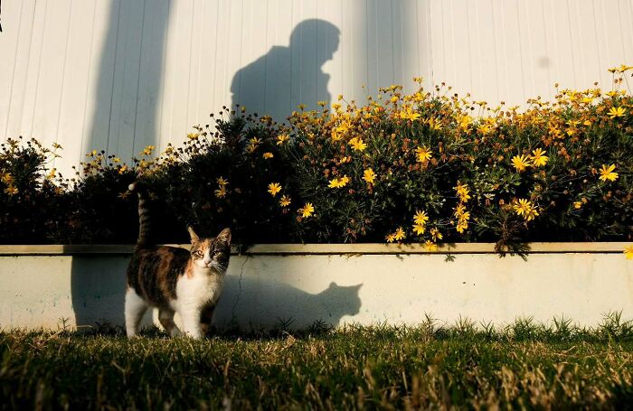 Calico cat standing on grass near yellow flowers with a human shadow, a perfectly timed street photo by photographer Melahat Ünel.