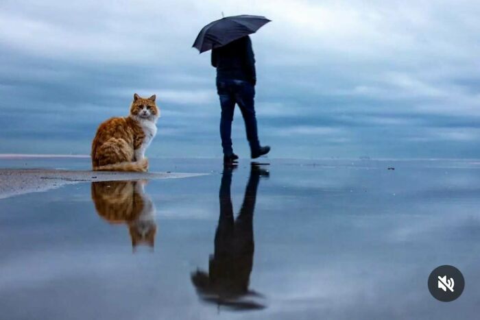 Ginger cat sitting on wet ground with reflection, while a person walks by holding an umbrella in perfectly timed street photo.