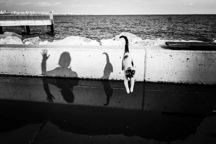 Cat jumping over water with shadows on wall, captured in perfectly timed street photos by photographer Melahat Ünel.