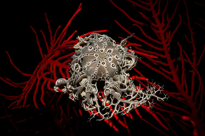Aerial color photography of a marine creature showcasing Earth’s hidden patterns against vibrant red coral branches.