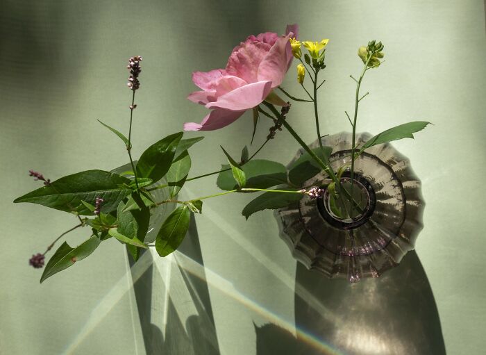 Delicate pink and yellow flowers in a glass vase casting shadows, highlighting earth’s hidden patterns in stunning color photography.