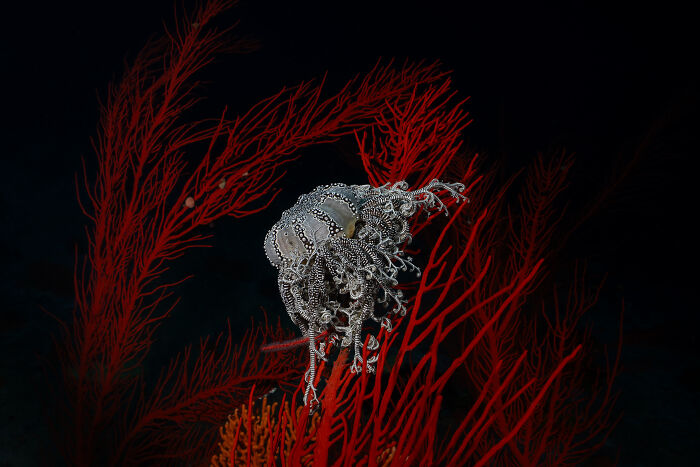 Aerial color photography capturing intricate patterns of a marine creature among vibrant red coral branches.