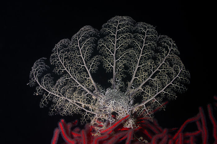 Intricate underwater pattern resembling delicate lace coral highlighted in aerial color photography of Earth's hidden patterns.