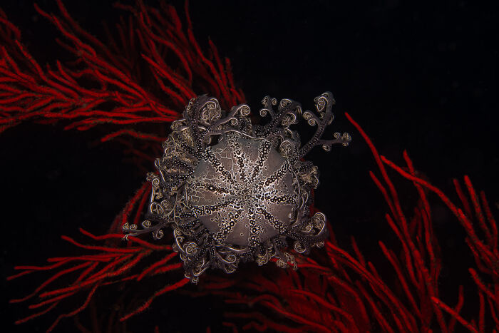 Unusual marine creature resembling an aerial color photograph revealing Earth’s hidden patterns in dark underwater scenery.
