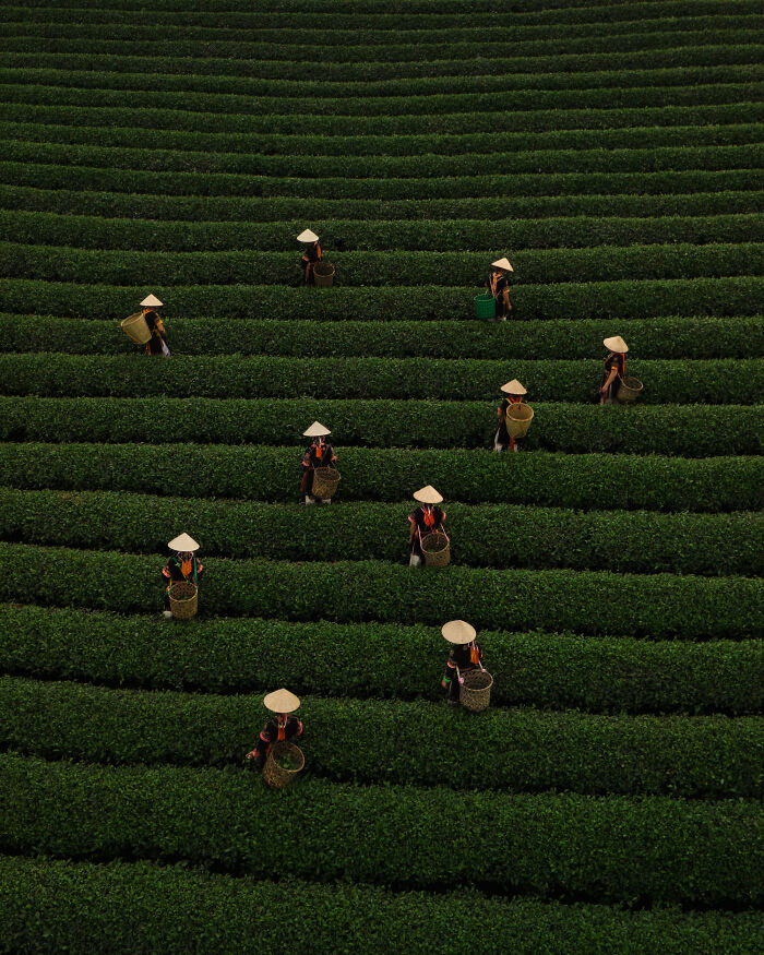 Aerial color photography showing workers harvesting crops in patterned green fields revealing Earth’s hidden patterns.