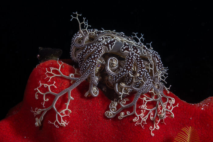 Underwater macro shot of a colorful marine creature revealing Earth's hidden patterns in stunning aerial color photography.