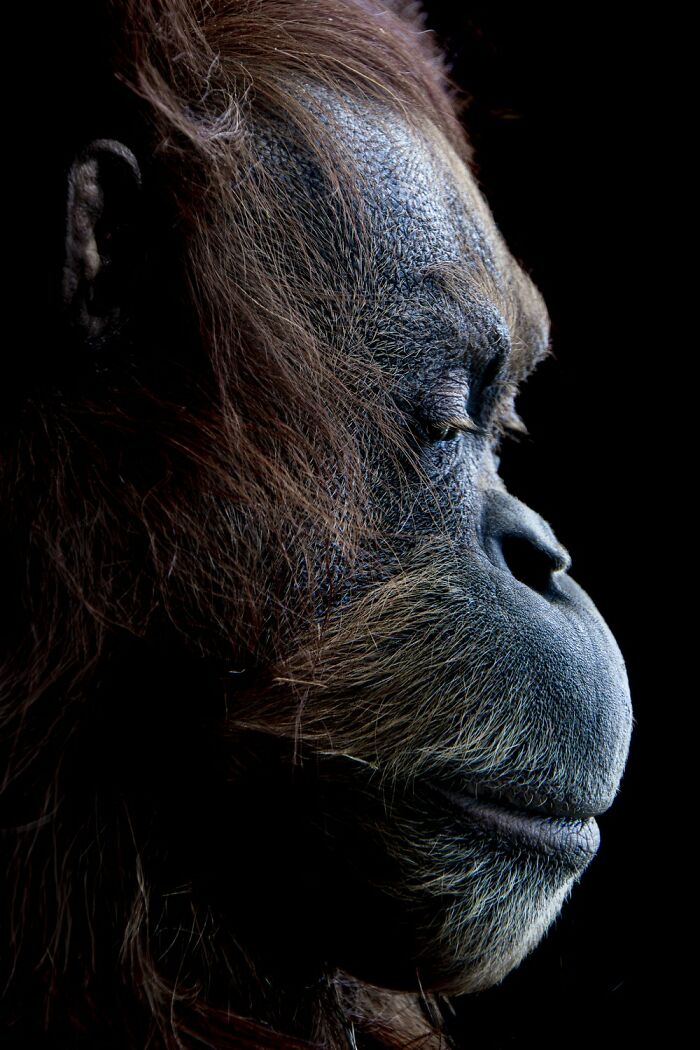 Close-up profile of an orangutan showcasing intricate patterns and textures in its fur and skin against a black background.