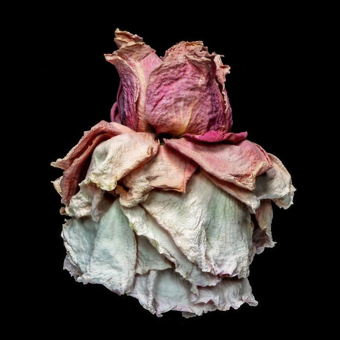 Withered pink and white rose showcasing natural textures and colors, illustrating Earth's hidden patterns in aerial photography.