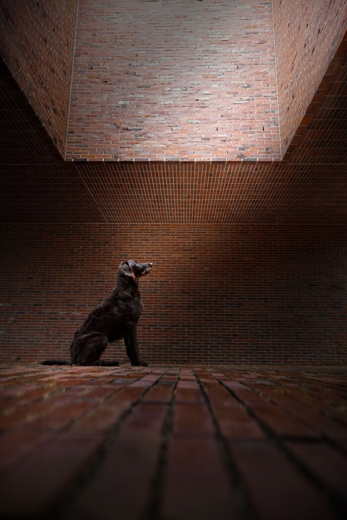 Dog sitting in geometric brick space, showcasing Earth’s hidden patterns through stunning aerial color photography.