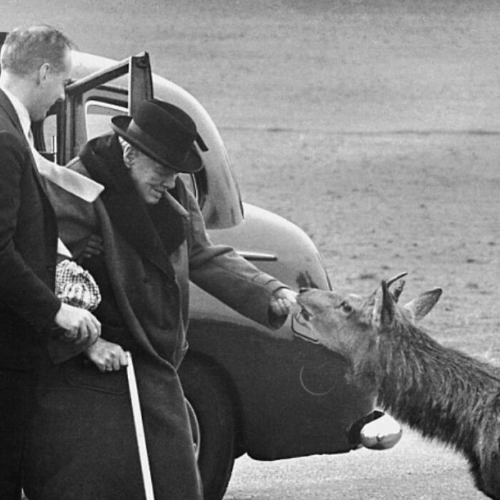 Elderly man in a coat and hat feeding a deer near a vintage car, showing people’s lives from a different time.