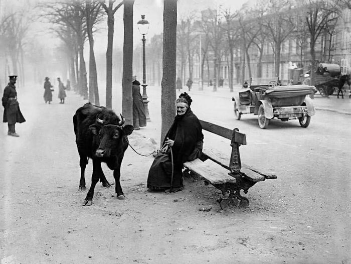 Old photo showing a woman sitting on a bench with a cow on a street, depicting lives from a different time.