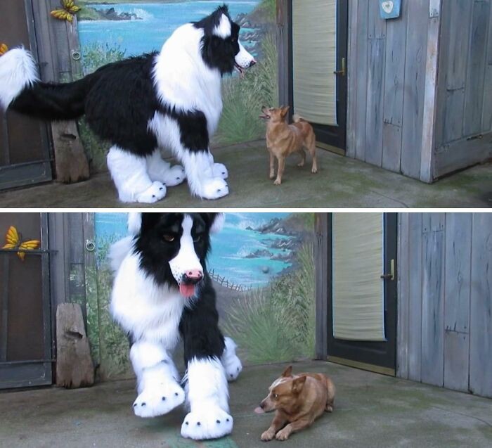 A person in a giant black and white dog costume interacting playfully with a small brown dog outside a house.