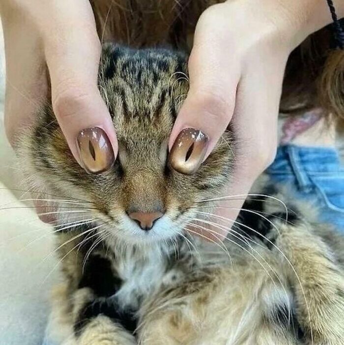 Close-up of a cat with human hands holding its face, fingernails painted with funny and bizarre cat eye designs.