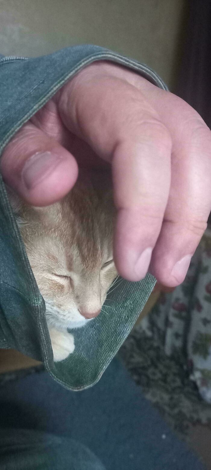 A moderately interesting moment with a cat sleeping inside a sleeve while a hand gently rests nearby.