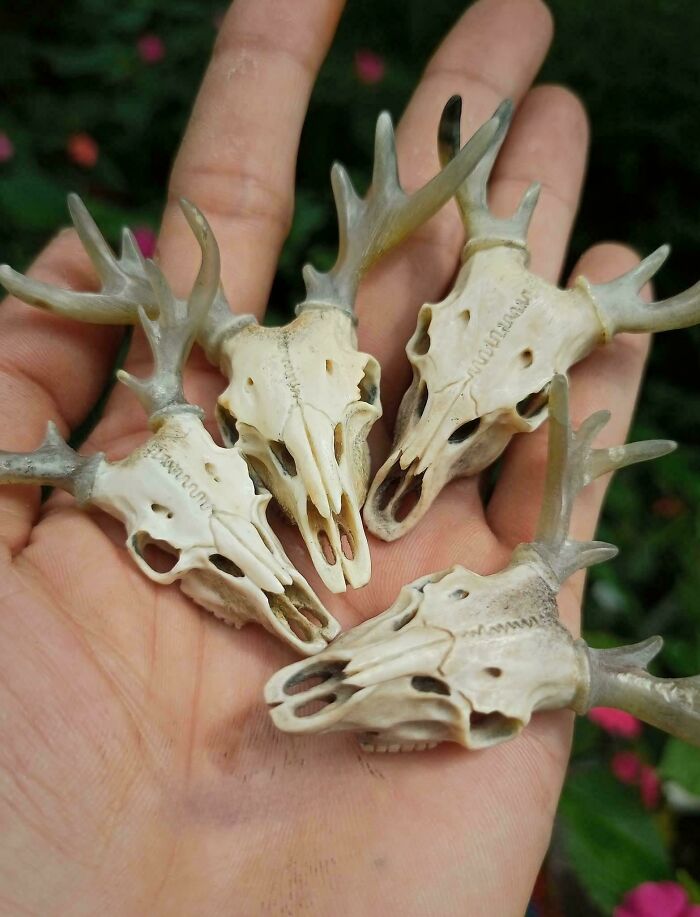 Hand holding four small deer skulls with antlers, showcasing cool handmade creations shared with everyone.
