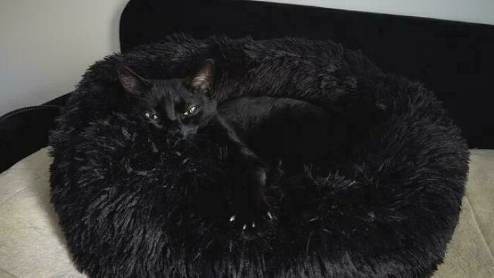A black cat resting in a fluffy bed, showing its dark cat claw tips