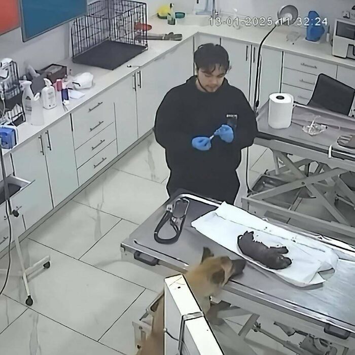 Veterinarian in a clinic preparing to treat an injured dog, showcasing a heartwarming story of care and compassion.