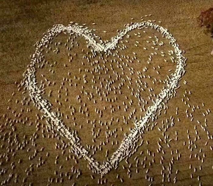 Herd of sheep forming a heart shape on a field, symbolizing heartwarming stories to cleanse negativity.