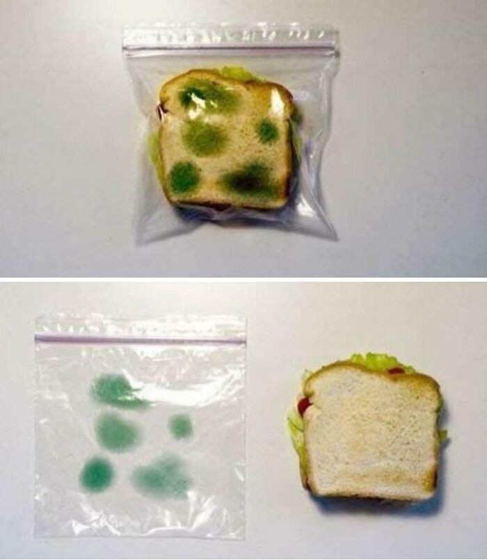 Moldy sandwich inside a plastic bag contrasted with a fresh sandwich, illustrating funny and bizarre images combining the holy and cursed.