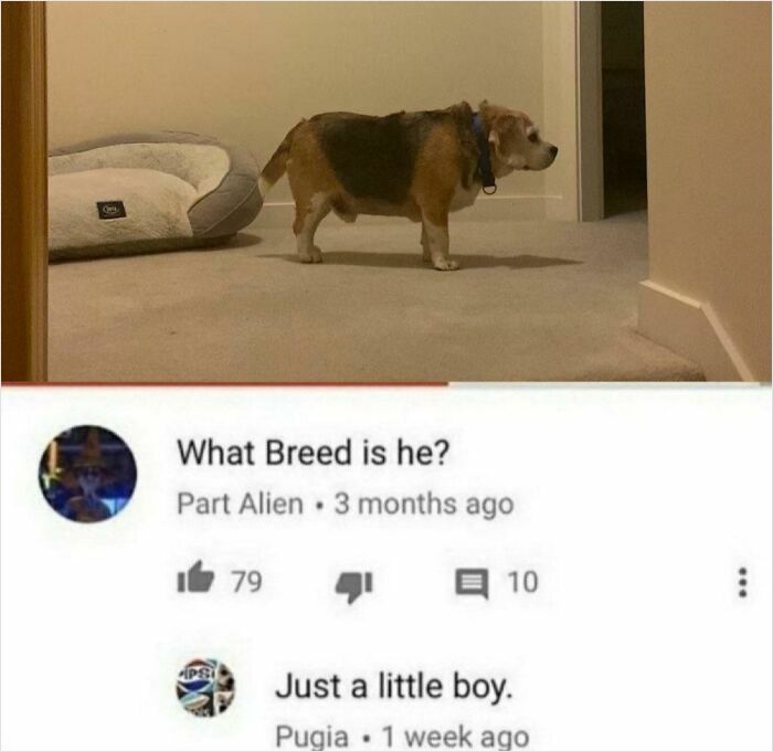 Small dog standing in a hallway, with a humorous comment exchange showing comments better than the post.