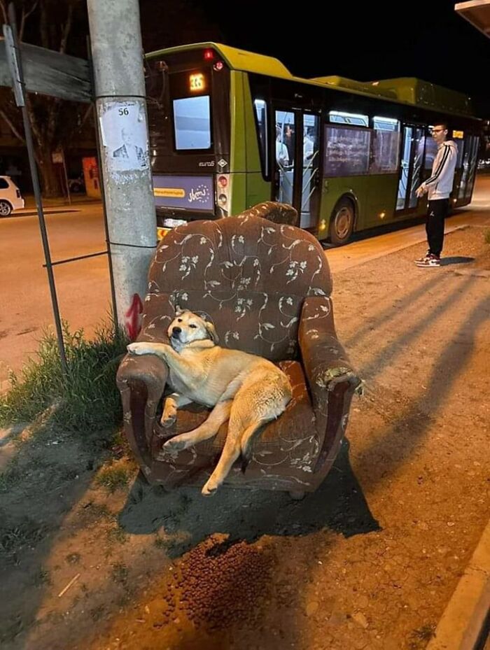 Perro acostado cómodamente en un sillón viejo en la calle, momento divertido captado en cámara.