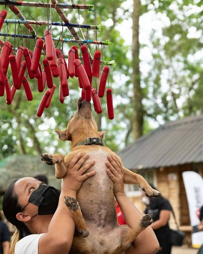 A person lifting a dog trying to reach hanging sausages in a playful dog-themed important animal images moment outdoors.