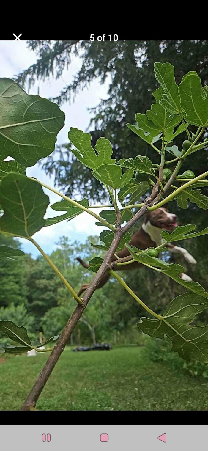 Brown dog jumping outdoors behind green leaves, showing goofy and playful dog behavior in a natural setting.