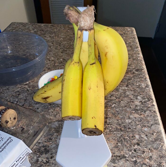 Unripe bananas hanging improperly on a banana holder, illustrating bad roommate habits and annoying kitchen misuse.