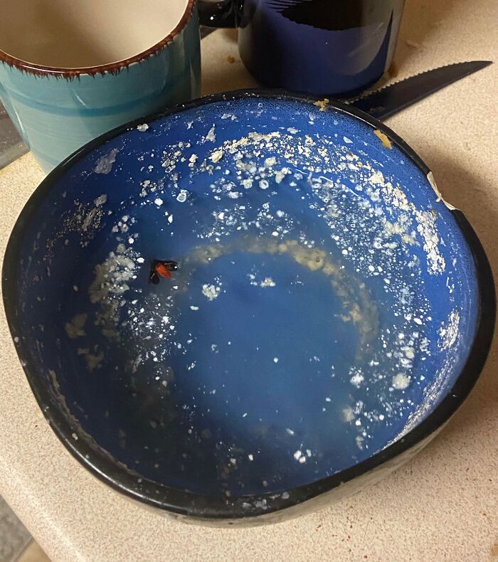 Dirty blue bowl with leftover food scraps and a dead insect inside, illustrating awful roommate behavior in shared spaces.