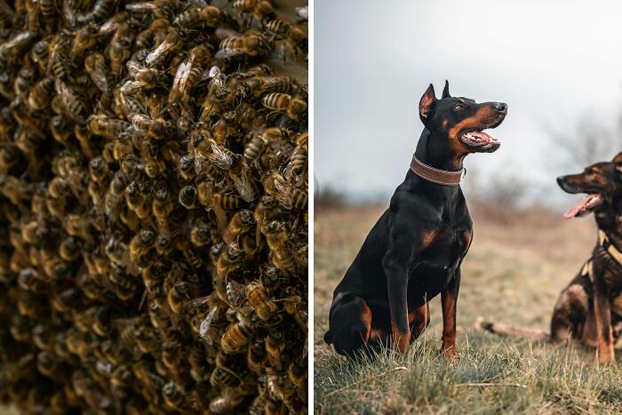 Close-up of a swarm of bees next to two alert dogs sitting on grass in an outdoor setting for toddlers or alligator poll.