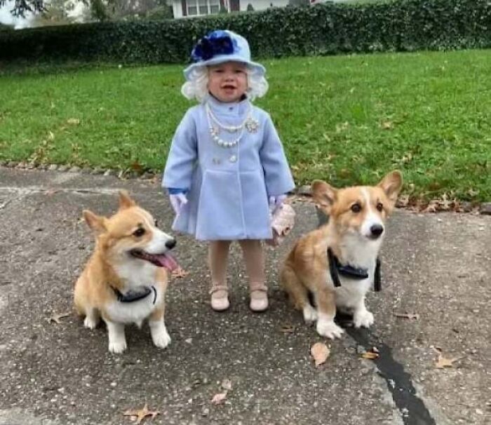 Toddler dressed in vintage coat and hat standing between two happy corgi dogs, a heartwarming scene of joy.