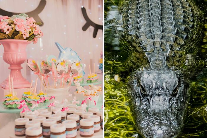 A colorful toddler party setup with sweets next to a close-up of an alligator partially submerged in water.