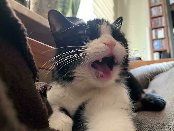 Black and white cat mid-meow, showing open mouth and whiskers, relaxing on a couch near a window and bookshelves.