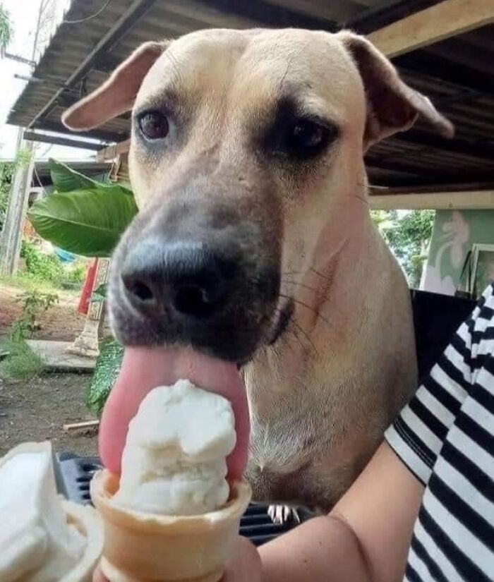Perro disfrutando un helado en cono, uno de los momentos más divertidos captados en cámara.