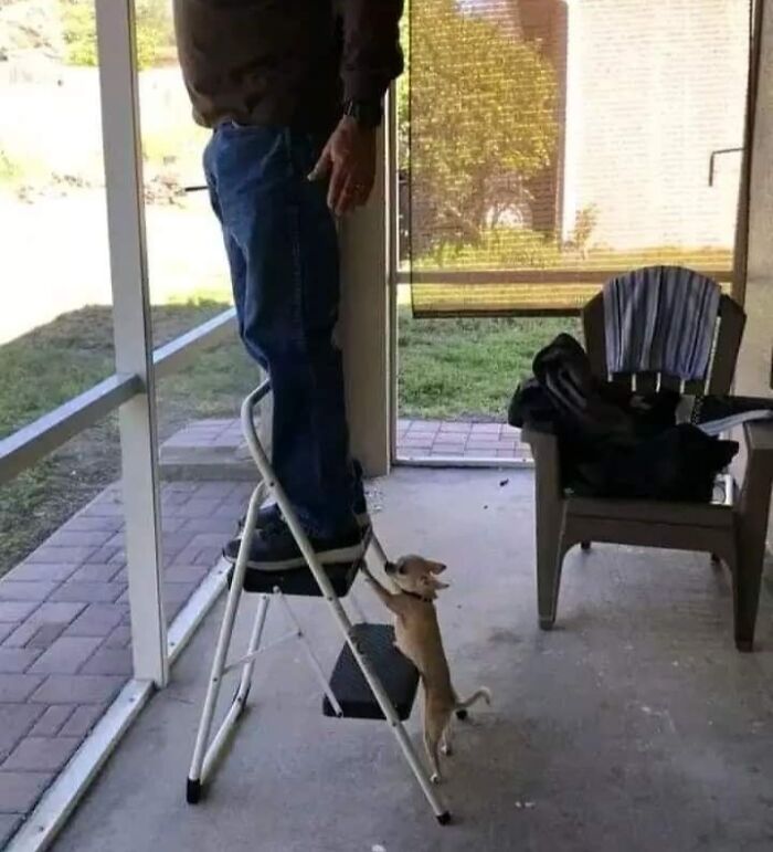 Perro pequeño divertido intentando alcanzar a persona en una escalera, momento gracioso capturado con cámara.