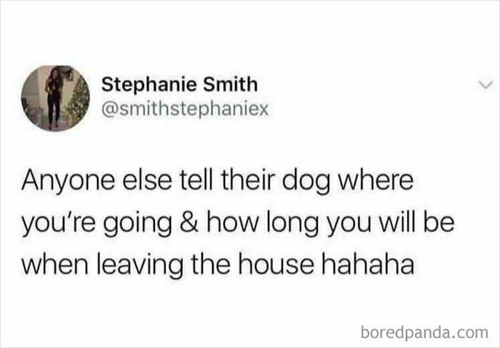 Tweet about telling a dog where you are going and how long you'll be, featured in funny British jokes and memes.
