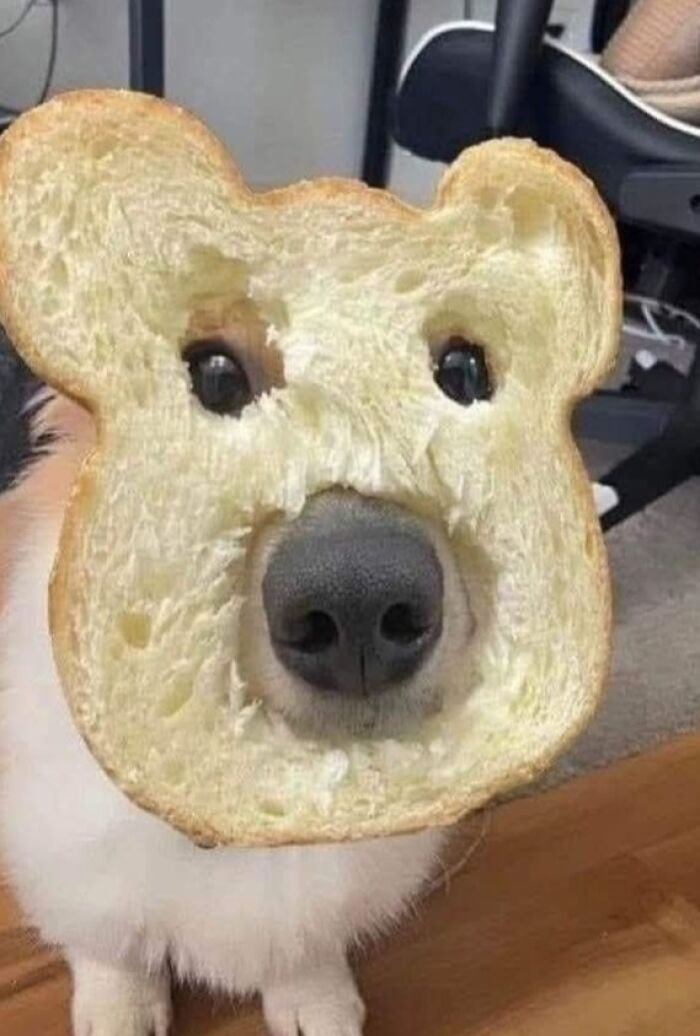 Perro con rebanada de pan en la cara recreando momentos graciosos de perros capturados en cámara.