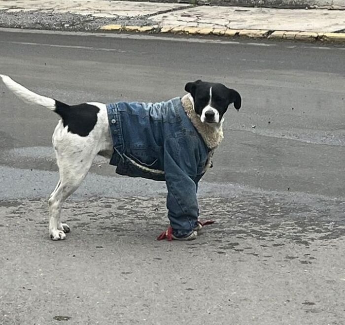 Dog wearing a denim jacket with sleeves covering its front legs, standing on a street with a curious expression.