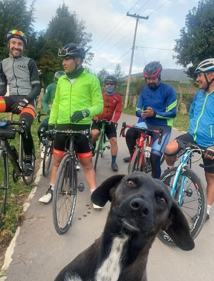 Perro curioso frente a grupo de ciclistas en carretera rural, momentos divertidos de perros captados en cámara.