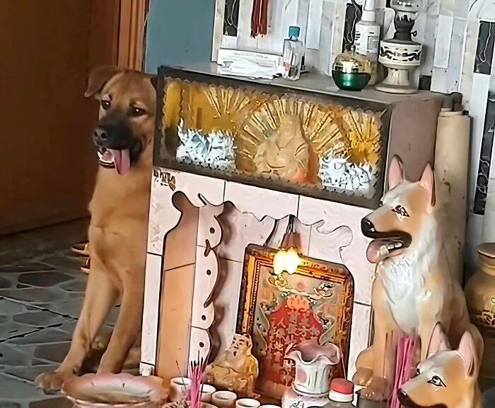 Perro divertido asomándose junto a figuras de perros en un altar tradicional, momentos hilarantes capturados en cámara.