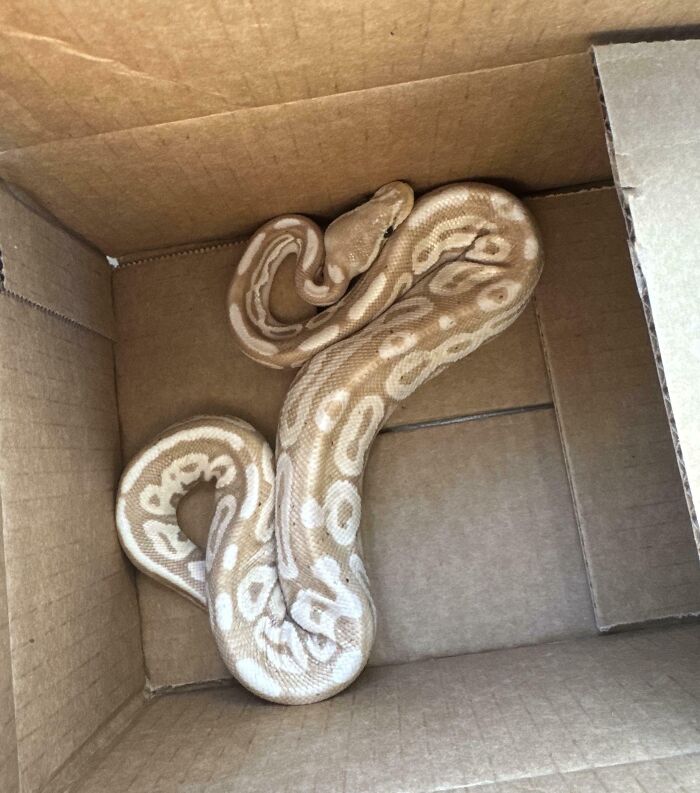 Snake coiled inside a cardboard box showing one of the awful roommates people have to deal with.
