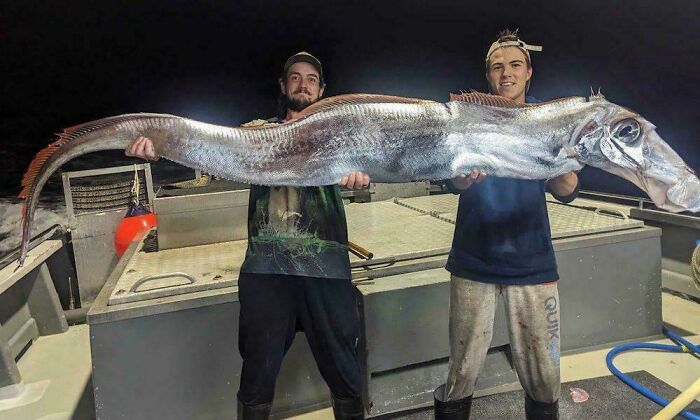 Two fishermen holding a large, unusual deep-sea fish on a boat at night, highlighting jobs that should pay more.