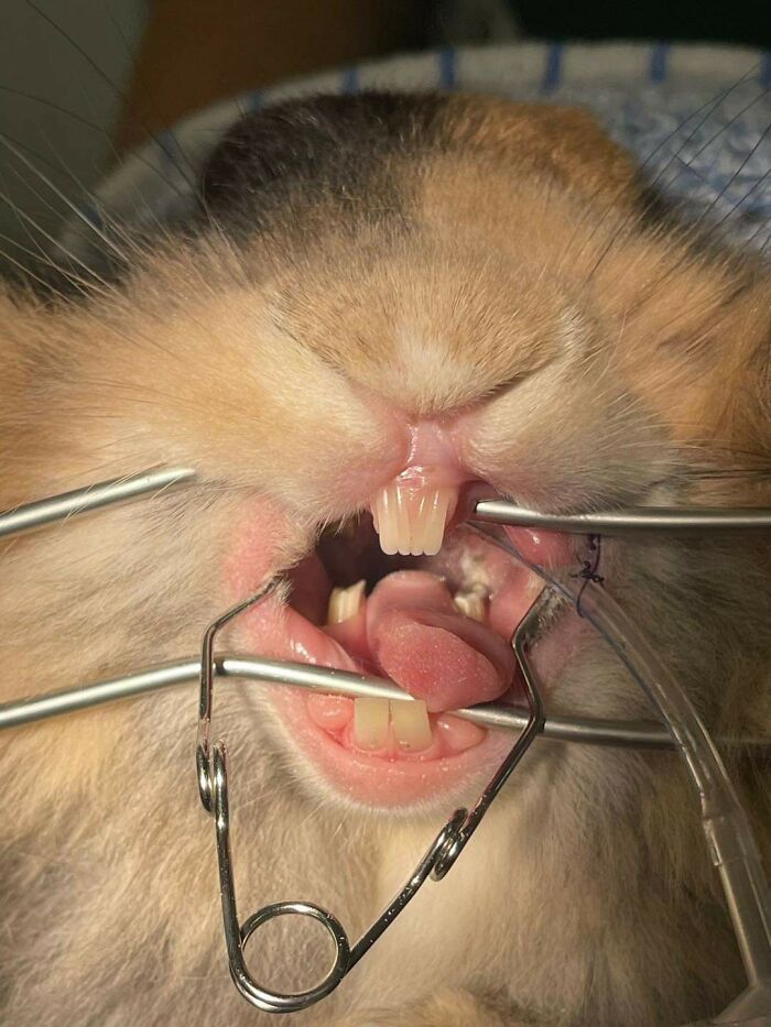 Close-up of a rabbit’s mouth held open with dental tools showing unsettling teeth in a creepy job setting.