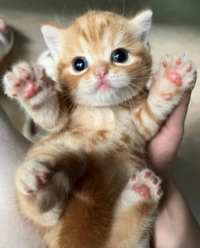 Adorable orange kitten with big eyes lying on its back showing pink paws in a wholesome cat pics moment