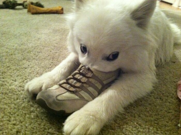 White dog attempting hiding by holding a sneaker, one of the pets who tried hiding from their owners but failed hilariously.