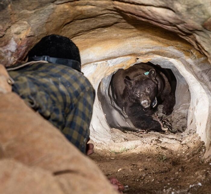 Worker lying inside a narrow cave tunnel facing a bear, illustrating unsettling and creepy moments from jobs that should pay more.