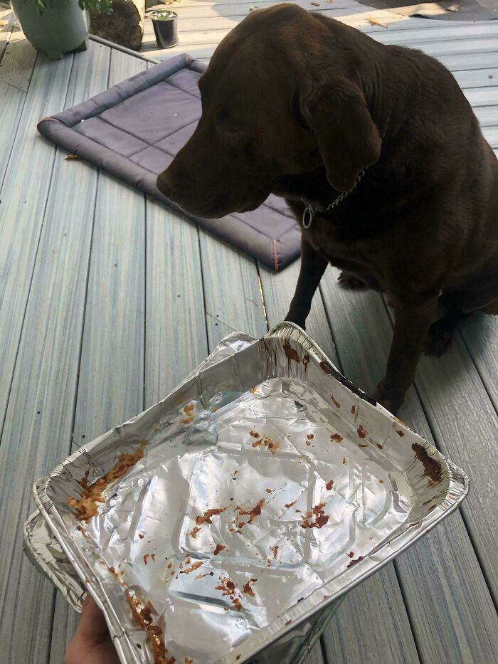 Chocolate Labrador dog sitting near an empty foil tray, pet owners sharing funny pet shame moments online.