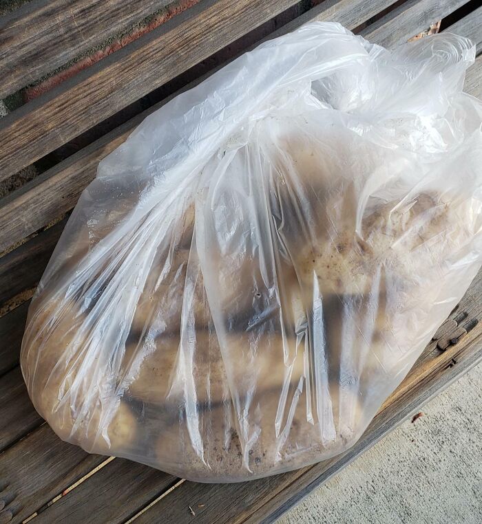 Plastic bag filled with dirty potatoes left on a wooden bench, illustrating why people hate their boss complaints.